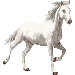 リアルタッチ白馬　色数5色＜132 リアル白馬のイラスト／条件付フリー素材