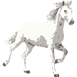 少色白馬　色数2色＜132 リアル白馬のイラスト／条件付無料素材