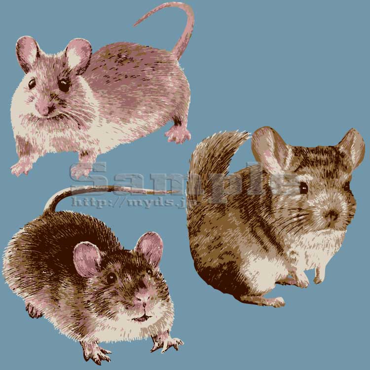 176 リアル鼠3種＜ネズミ／条件付フリー素材・商用無料イラスト