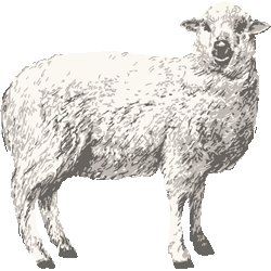 35 羊 イラスト リアル