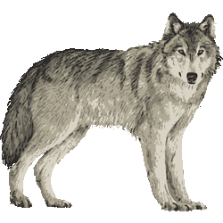 リアルグレーウルフ　色数5色＜011 りあるタイリクオオカミのイラスト／条件付フリー素材