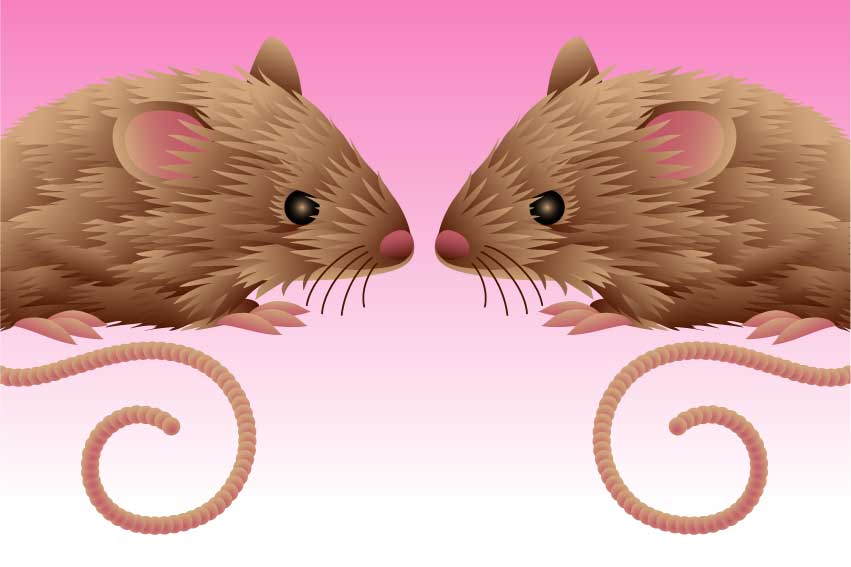ラット＜鼠・子年（ねずみどし）のポストカードイラスト・無料