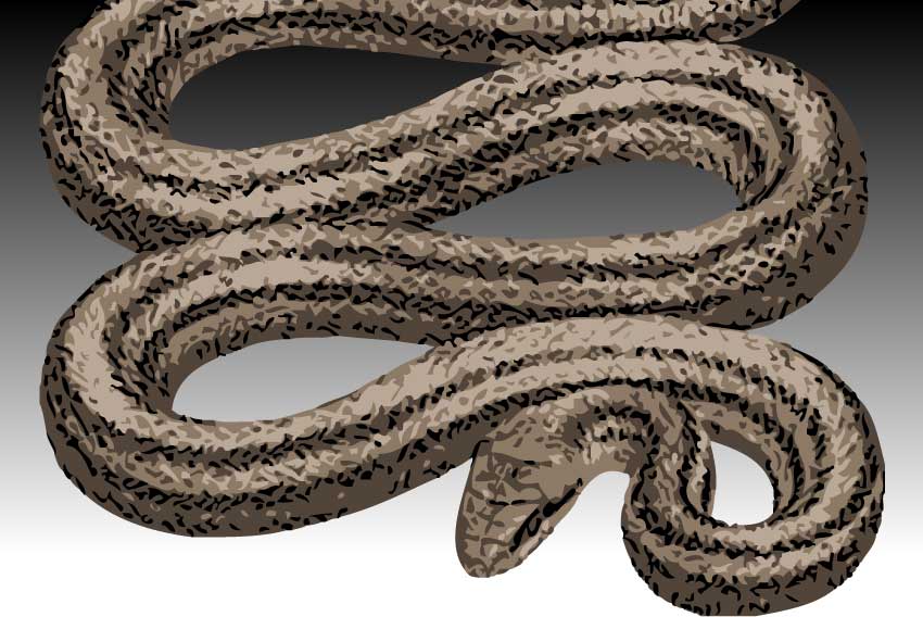 シマヘビ リアル縞蛇の年賀状用イラスト フリー素材集