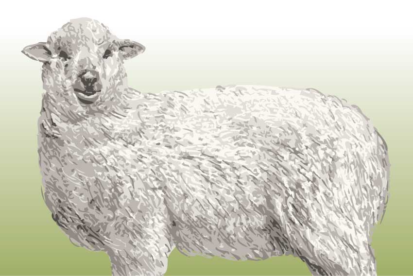 リアル羊＜羊・未年（ひつじどし）のポストカードイラスト・無料