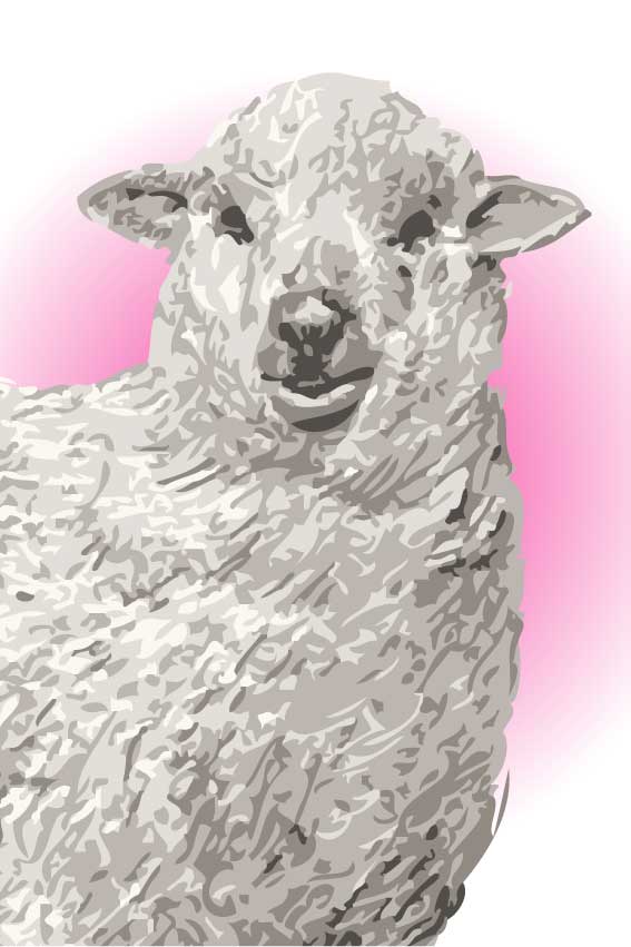 羊・未年（ひつじどし）＞リアルタッチヒツジの葉書サイズイラスト・フリー
