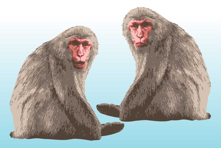 リアル日本猿 ニホンザルの年賀状用イラスト フリー素材集