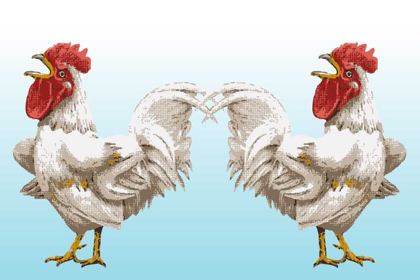 鶏（ニワトリ）＜鳥・酉年（とりどし）のポストカードイラスト・無料