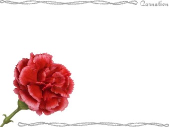 カーネーションの花、オランダナデシコの年賀状／非商用無料イラスト
