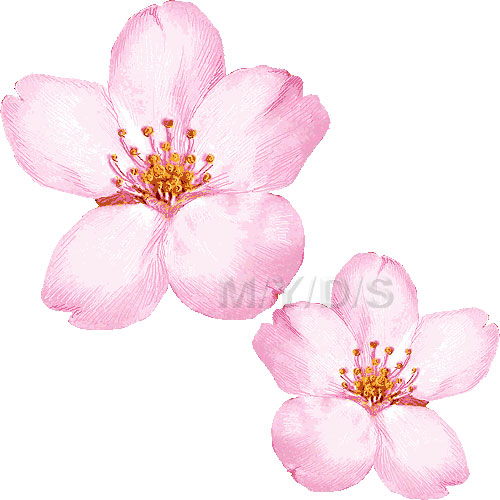 桜の花のイラスト／条件付フリー素材集