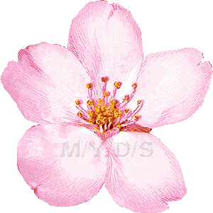 桜の花／フリー素材集