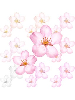 （サクラの花）桜の花のポストカード／無料イラスト