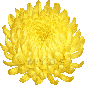キクの花 菊の花のイラスト 条件付フリー素材集