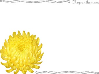 （キクの花）菊の花の年賀状／非商用無料イラスト