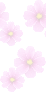 秋桜の壁紙／条件付きフリー画像