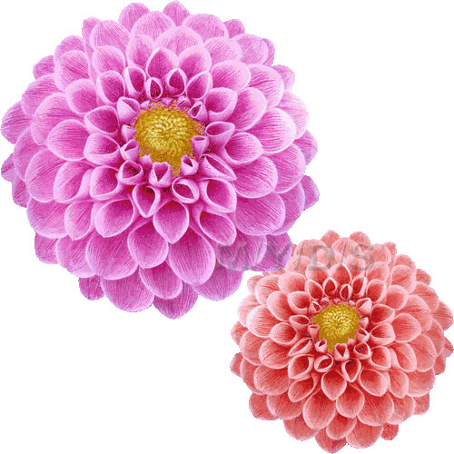 ダリアの花 ダリヤの花 テンジク ボタンのイラスト 条件付フリー素材集
