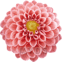 ダリアの花 ダリヤの花 テンジク ボタンのイラスト 条件付フリー素材集