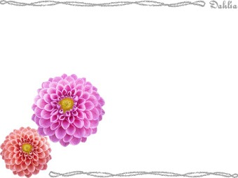 ダリアの花、ダリヤの花、テンジク ボタンの年賀状／非商用無料イラスト