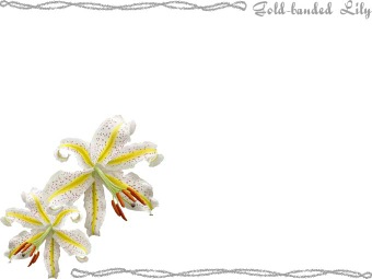 （山百合の花）ヤマユリの花の年賀状／非商用無料イラスト