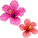 ハイビスカスの花のアイコン