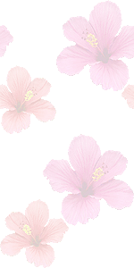 ハイビスカスの花の壁紙／条件付きフリー画像