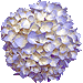 紫陽花の花・アイコン