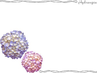 （紫陽花の花）アジサイの花の年賀状／非商用無料イラスト