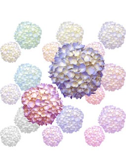 紫陽花の花 アジサイの花のイラスト 条件付フリー素材集
