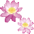 蓮の花