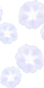 朝顔の花の壁紙／条件付きフリー画像