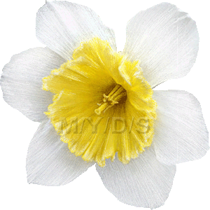 水仙の花のイラスト／無料素材集（条件付）