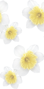 スイセンの花の壁紙／フリー画像