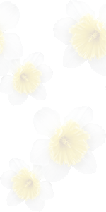 スイセンの花の壁紙／条件付きフリー画像