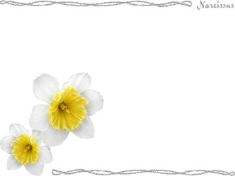 （水仙の花）スイセンの花の年賀状／非商用無料イラスト