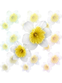 （水仙の花）スイセンの花のポストカード／無料イラスト