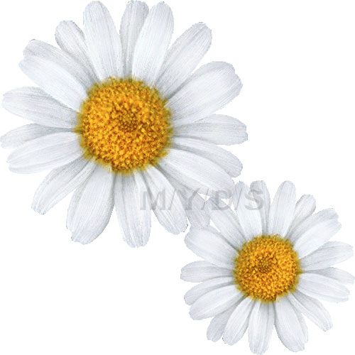 マーガレットの花のイラスト／条件付フリー素材集