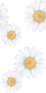 スマホ用ページ マーガレットの花 モクシュンギク 木春菊 の壁紙 条件付フリー素材集