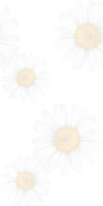 マーガレットの花の壁紙／条件付きフリー画像