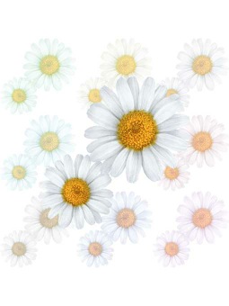 マーガレットの花、モクシュンギク（木春菊）のポストカード／無料イラスト