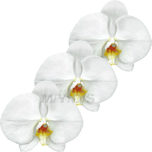 胡蝶蘭の花 コチョウランの花のイラスト 条件付フリー素材集