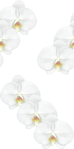 スマホ用ページ 胡蝶蘭の花 コチョウランの花の壁紙 条件付フリー素材集