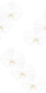 胡蝶蘭の花 コチョウランの花のイラスト 条件付フリー素材集