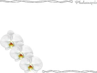 （胡蝶蘭の花）コチョウランの花の年賀状／非商用無料イラスト
