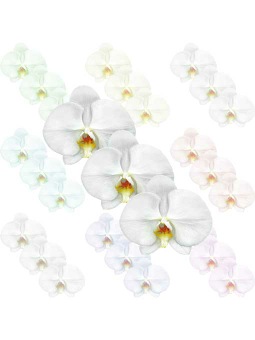 （胡蝶蘭の花）コチョウランの花のポストカード／無料イラスト