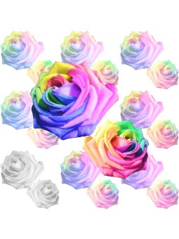 薔薇の花（レインボーローズ）のポストカード／無料イラスト