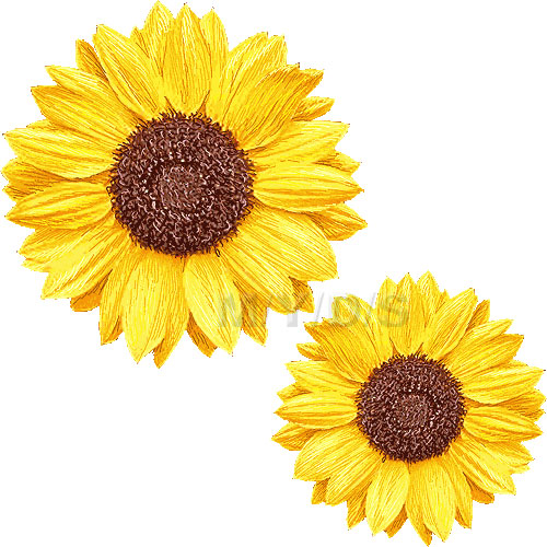 Myds Jp Illustration Flowers Sunflower A Jpg