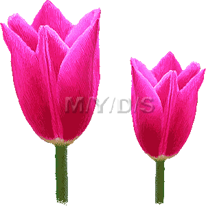 チューリップの花（ピンク＆イエロー）／フリー素材集