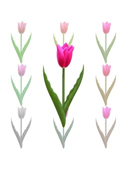 チューリップの花のポストカード／無料イラスト