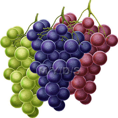 葡萄 ブドウ のイラスト 条件付フリー素材集