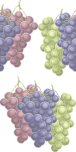 葡萄 ブドウ のイラスト 条件付フリー素材集