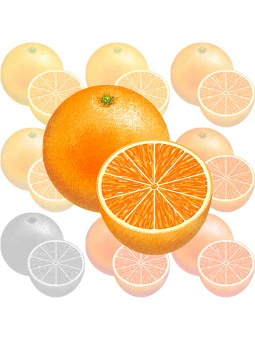 バレンシア オレンジのポストカード／無料イラスト